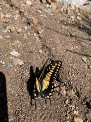 Papilio polyxenes rudkini