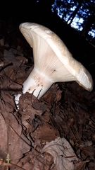 Lactifluus deceptivus