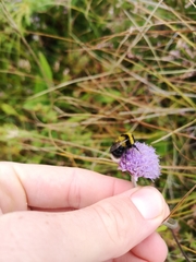 Bombus jonellus