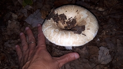 Lactifluus deceptivus