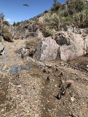 Papilio polyxenes rudkini