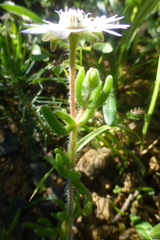 Drosanthemum hispifolium
