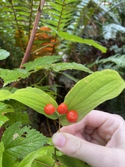 Prosartes hookeri