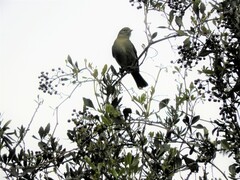 Elaenia sordida