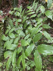 Prosartes hookeri