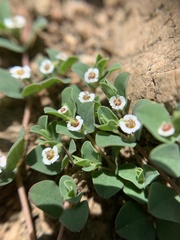 Euphorbia albomarginata