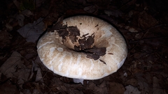 Lactifluus deceptivus