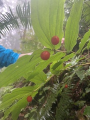 Prosartes hookeri