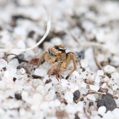 Maratus