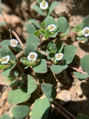 Euphorbia albomarginata
