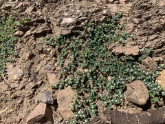 Euphorbia albomarginata