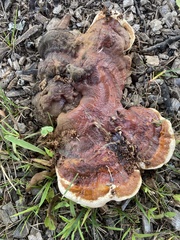 Ganoderma