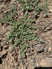 Euphorbia albomarginata