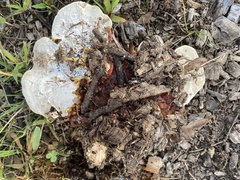Ganoderma