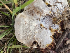 Ganoderma