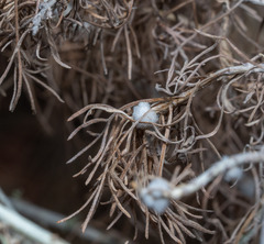 Rhopalomyia floccosa