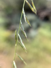 Bouteloua aristidoides