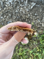 Ganoderma