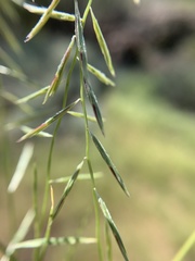 Bouteloua aristidoides