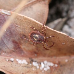 Amblyomma triguttatum