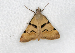 Hemeroplanis incusalis