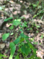 Fleischmannia incarnata