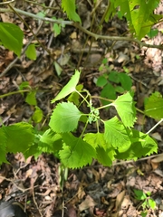 Fleischmannia incarnata