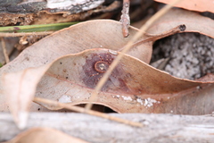 Amblyomma triguttatum