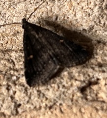 Tetanolita mynesalis