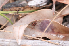 Amblyomma triguttatum