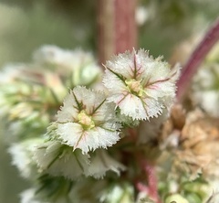 Amaranthus fimbriatus