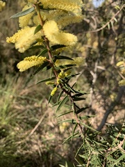 Acacia oxycedrus