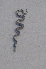 Pituophis catenifer sayi