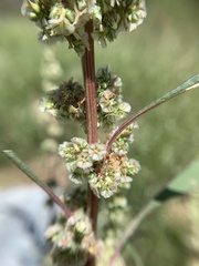 Amaranthus fimbriatus