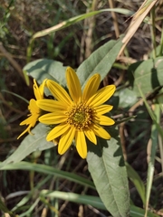 Helianthus hirsutus