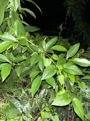Petiveria alliacea