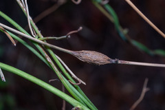 Neolasioptera convolvuli