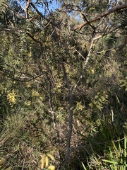 Acacia oxycedrus