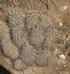Echinocereus engelmannii engelmannii