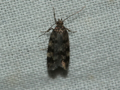 Barea subviridella