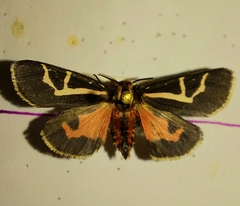 Apantesis f-pallida