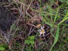 Symphyotrichum subulatum