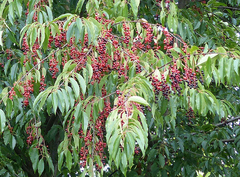 Prunus serotina