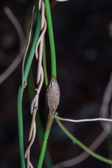 Neolasioptera convolvuli