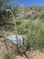 Amaranthus fimbriatus