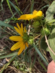 Helianthus hirsutus