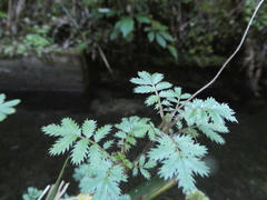 Acaena anserinifolia