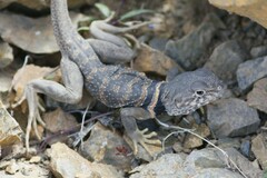 Crotaphytus bicinctores