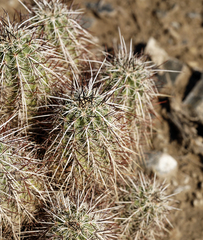 Echinocereus engelmannii engelmannii