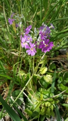 Primula malacoides